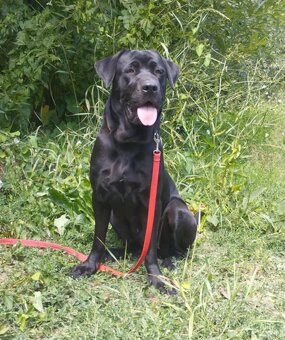 Darujem veselú rodinnú sučku Auru - mix labrador
