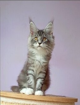 Maine Coon s PP