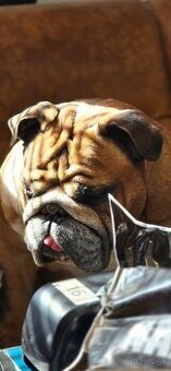 Krásny Anglický Bulldog hľadá fenku