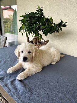 Zlatý retriever - Šteniatko