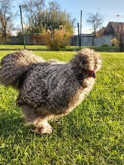 Hodvábnička hodvabnicka kohút