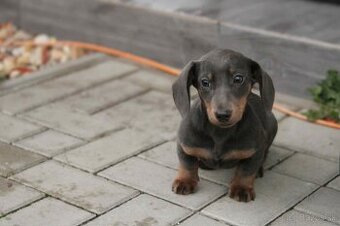 jazvečík trpaslici