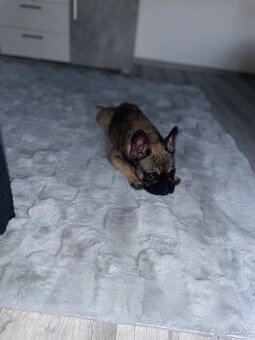 Francúzsky buldoček