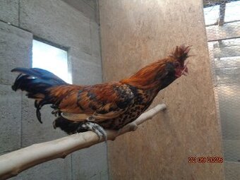 Sliepky Pavlovskej kury zlatej