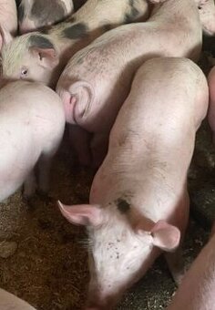 Predám odstavčatá