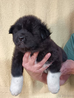 prodám Štěňata Americká Akita s PP