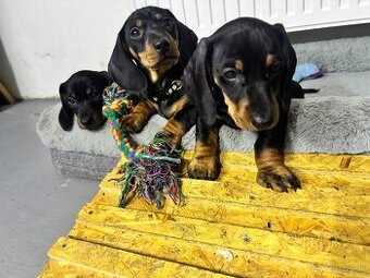 Jazvečík kratkosrstý