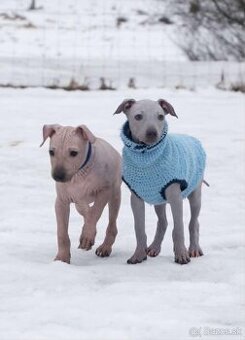 Americký bezsrstý teriér