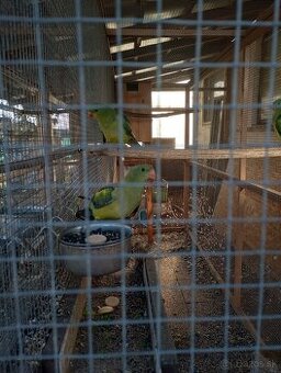 Predám papagáje horské