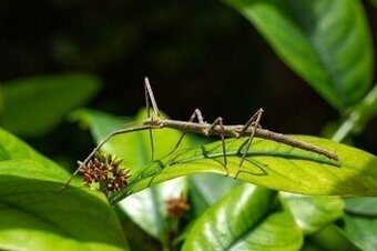 Pakobylka rožkatá - Medauroidea extradentata