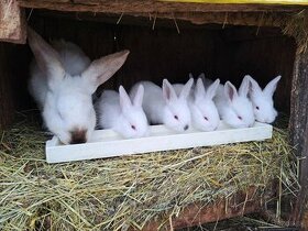 Predám zajace - Kalifornské biele, vhodné na ďalší chov
