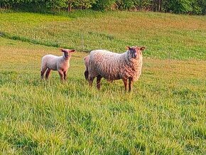Ovce se dvěmi jehničkami