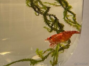 Krevetky neocaridina BLOODY MARY SUPER