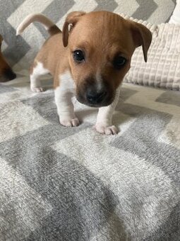 JACK RUSSELL TERIÉR