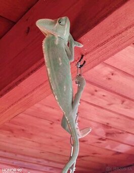 Chameleón
