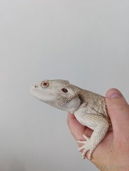 Agama Bradatá