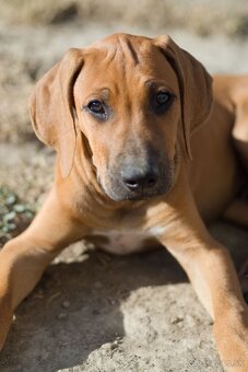 Rodézsky ridgeback šteniatko psík s PP ihneď k odberu