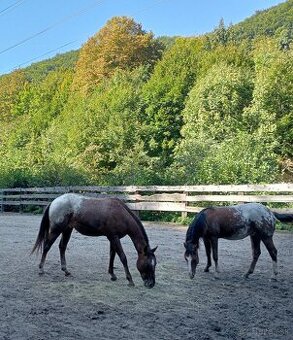 Appaloosa zrebcek s pp