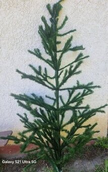 Vianočný stromček