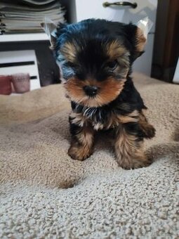 Yorkshirsky teriér Yorkshir