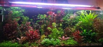 Akvarijne rastlinky z prestrihu