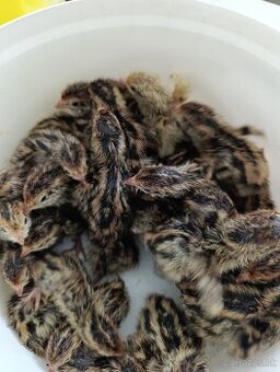 Japonské prepeličky