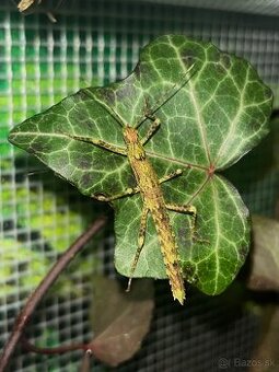 Pakobylka drapľavá