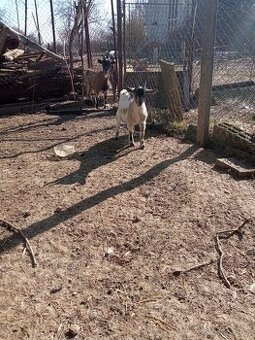 Holandské mini kozičky