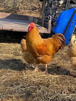 Oravka žltohnedá- násadové vajíčka