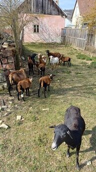 Predám kamerunske ovce jahnatá