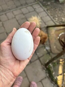 predám husacie vajcia na kraslice