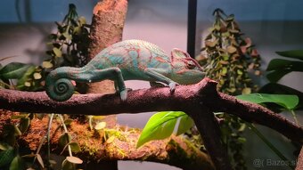 Chameleón Jemenský