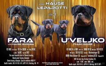 Predam steniatko Rottweilera, rotvajlera, rottvajlera,rotti,