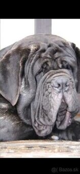 Neapolsky mastiff
