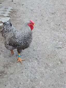 Kohút oravská pasikava