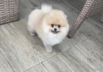 Pomeranian s Pp FCI