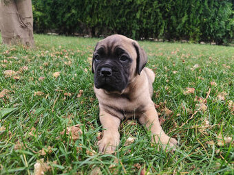 Bullmastiff