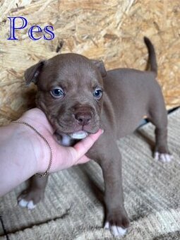 American Bully