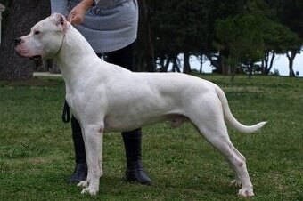 Darujem argentinsku dogu