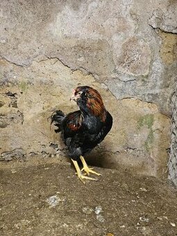 Kohutik araucana