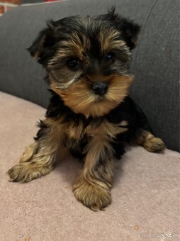 Yorkshire terrier