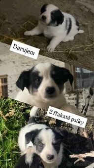 Darujem šteniatka - rezervované