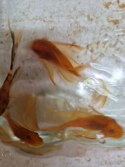 Ancistrusi red a L16