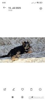 Yorkshire Biewer Terrier