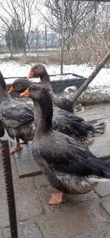 Landeské husi a gunáre