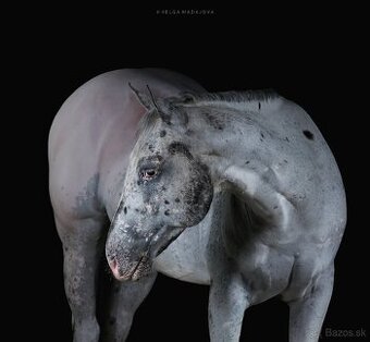 Všestranný Appaloosa na predaj