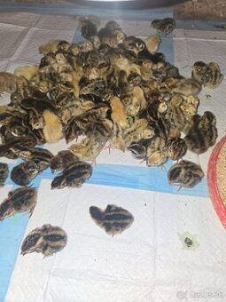 Japonské prepelice,prepeličky