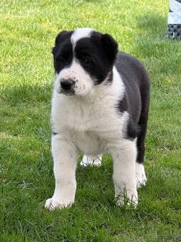 Stredoázijského ovčiaka