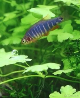 Predam Razbora Barmska - Danio Erythromicron