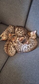 Bengalske maciatka